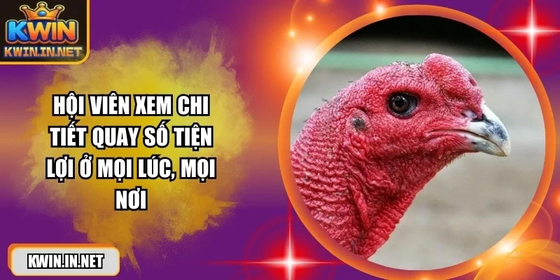 Cách Xem Mắt Gà Chọi 2026 – Bí Quyết Chọn Gà Chiến Hay - DUKAXO